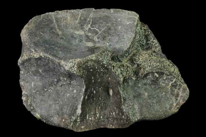 Fossil Plesiosaur (Cryptoclidus) Vertebra - England #136752